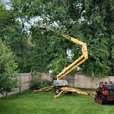 Professional Tree Removal and Landscaping Services in Lely Resort, FL